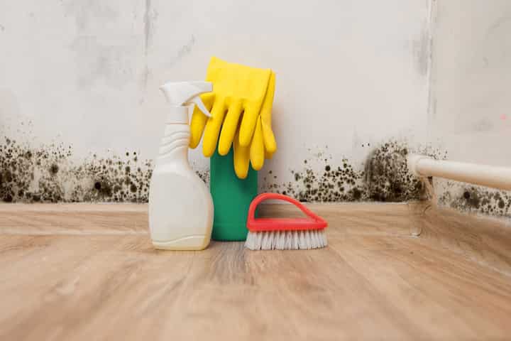 black mold remediation